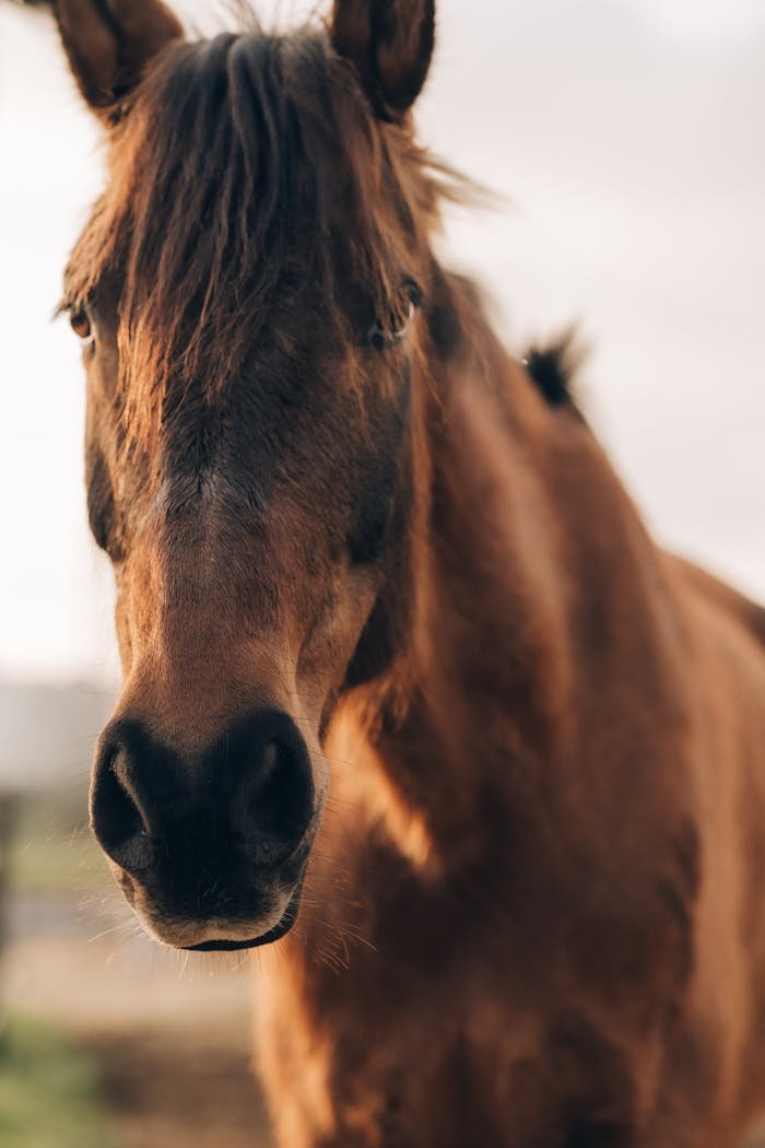 Detailed close-up portrait of a brown horse in natural sunlight.