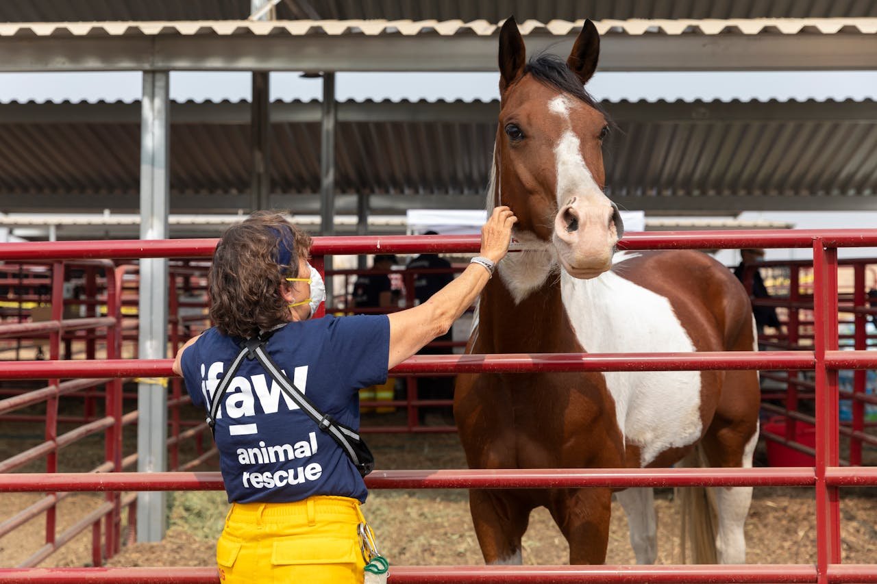 A volunteer gently pets a horse at an animal rescue facility, showcasing compassion.